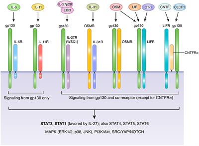 Coordination of Immune-Stroma Crosstalk by IL-6 Family Cytokines